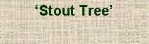 Text Box: ‘Stout Tree’ 