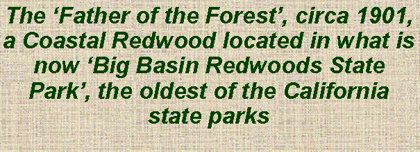 Text Box: The ‘Father of the Forest’, circa 1901, a Coastal Redwood located in what is now ‘Big Basin Redwoods State Park’, the oldest of the California state parks