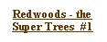 Text Box: Redwoods - the Super Trees  #1