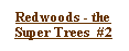 Text Box: Redwoods - the Super Trees  #2