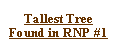 Text Box: Tallest Tree Found in RNP #1