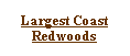 Text Box: Largest Coast Redwoods