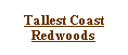 Text Box: Tallest Coast Redwoods