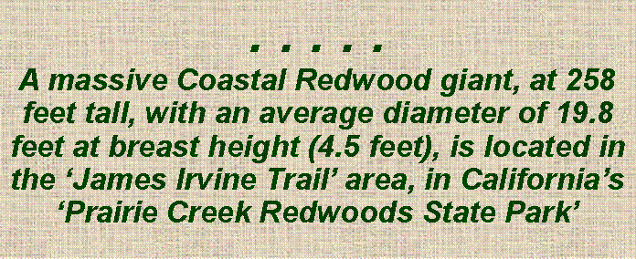 Text Box: . . . . .A massive Coastal Redwood giant, at 258 feet tall, with an average diameter of 19.8 feet at breast height (4.5 feet), is located in the ‘James Irvine Trail’ area, in California’s ‘Prairie Creek Redwoods State Park’