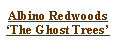 Text Box: Albino Redwoods  ‘The Ghost Trees’