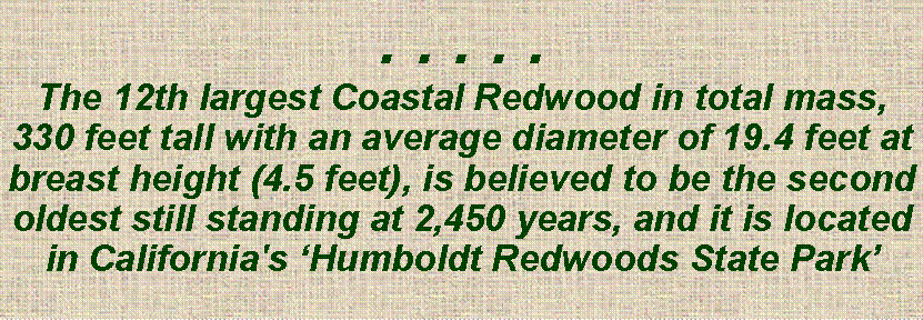 Text Box: . . . . .The 12th largest Coastal Redwood in total mass, 330 feet tall with an average diameter of 19.4 feet at breast height (4.5 feet), is believed to be the second oldest still standing at 2,450 years, and it is located in California's ‘Humboldt Redwoods State Park’ 