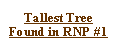 Text Box: Tallest Tree Found in RNP #1