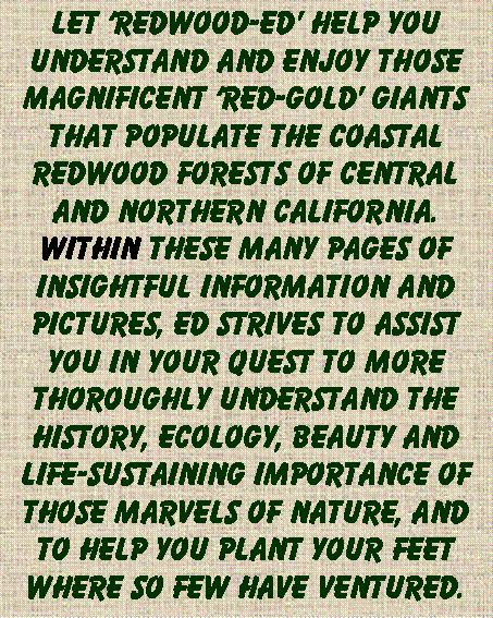 Text Box: Let ‘redwood-ed’ help you understand and enjoy those magnificent ‘RED-GOLD’ GIANTS THAT POPULATE THE COASTAL REDWOOD FORESTS OF CENTRAL AND NORTHERN CALIFORNIA. WITHIN These MANY PAGES OF Insightful INFORMATION AND PICTURES, ed strives TO ASSIST YOU IN YOUR QUEST TO MORE THOROUGHLY UNDERSTAND THE HISTORY, ECOLOGY, BEAUTY AND LIFE-SUSTAINING IMPORTANCE OF THoSE MARVELS OF NATURE, AND TO help you PLANT YOUR FEET WHERE so FEW HAVE VENTURED.