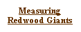 Text Box: Measuring Redwood Giants