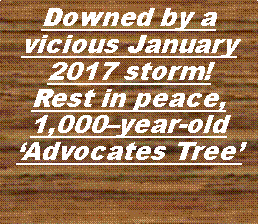 Text Box: Downed by a vicious January 2017 storm! Rest in peace, 1,000–year-old ‘Advocates Tree’