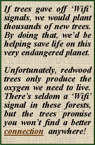 Text Box: If trees gave off ‘Wifi’ signals, we would plant thousands of new trees. By doing that, we’d be helping save life on this very endangered planet. Unfortunately, redwood trees only produce the  oxygen we need to live. There’s seldom a ‘Wifi’ signal in these forests, but the trees promise  you won’t find a better connection  anywhere!