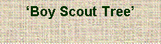 Text Box: ‘Boy Scout Tree’