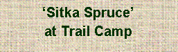 Text Box: ‘Sitka Spruce’ at Trail Camp 